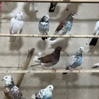 کبوتر تهرانی درجه یک