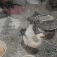 مرغ و خروس|حیوانات مزرعه|فردوسیه, |دیوار