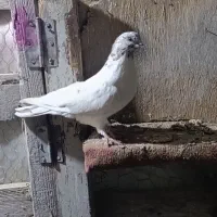 کبوتر|پرنده|گمیشان, |دیوار