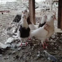 فروش جوجه کفتر طوقی|پرنده|قلعه قاضی, |دیوار