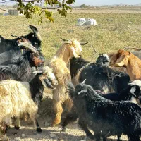 کهره نر|حیوانات مزرعه|درودزن, |دیوار