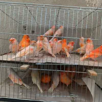 قناری نروماده آماده