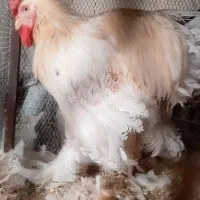 مرغ وخروس برهما