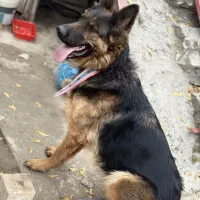 سگ ژرمن شپرد شولاین کینگ