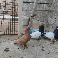 کبوتر سر سیاه