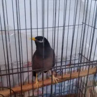 دوعدد عروس هلند سخن گو بایک عد مینای سخنگو|پرنده|تهران, شهرک رضویه|دیوار