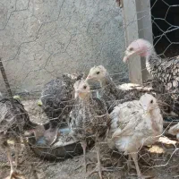 بوقلمون ۳ ماهه محلی  نر وماده