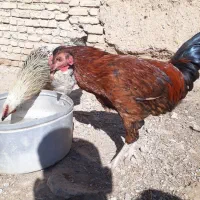 خروس محلی|حیوانات مزرعه|فردوس (خراسان), |دیوار