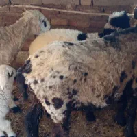 گوسفند ماده|حیوانات مزرعه|هامون, |دیوار