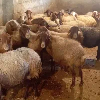 22 راس میش و بره درجه یک مالچه|حیوانات مزرعه|دینور, |دیوار