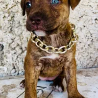 توله پیت بول خونگی