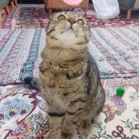 گربه میکس اسکاتیش و بریتیش|گربه|اسلامشهر, مطهری|دیوار