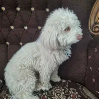 سگ آپارتمانی|سگ|اصفهان, صدف|دیوار