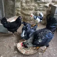 مرغ و خروس گلین