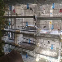 سهره|پرنده|ملارد, |دیوار