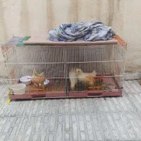 سه عدد جوجه درشت با قفس بزرگ 500|حیوانات مزرعه|تهران, شهرک ولیعصر شمالی|دیوار