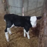 گوساله و گاو شیری