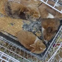 خرگوش یک ماهه