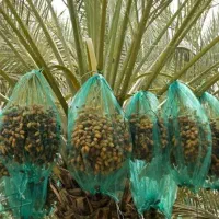 نخل خرما بریدن خرما و هرس و شلوارک زنی