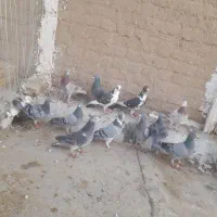 ۱۲ عدد المانی|پرنده|خوسف, |دیوار