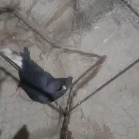 جفت کفتر|پرنده|سرایان, |دیوار