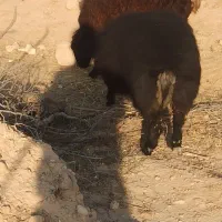 فروش شیشک و میش سوز ملحه