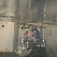 ۱۳تاماهی گوپی معاوظه با مهتابی یا بخاری اکواریوم|ماهی|مشکین‌دشت, |دیوار