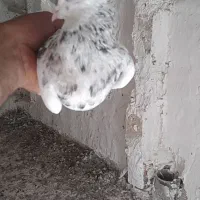 دو عدد طوقی نرماده|پرنده|شیروان (خراسان), |دیوار