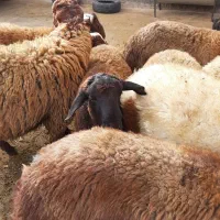 بره پرواری|حیوانات مزرعه|باوله, |دیوار