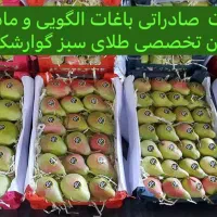 نهالستان تخصصی طلای سبز گوارشکی نهال پایه رویشی