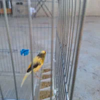 قناری نر مست ۲ ساله به شرط خوندن معاوضه بامرغ