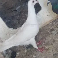 کفتر