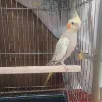 عروس هلندی|پرنده|قدس, شهر‌قدس|دیوار