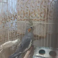 عروس هلندی ماده|پرنده|مشهد, هفت تیر (حافظ)|دیوار