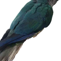 طوطی رد چیک  تراکوئیس  گرینچیک  سخنگو|پرنده|فردیس, منظریه|دیوار