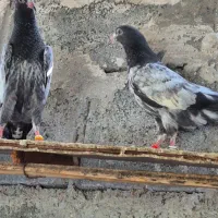 فروش  کبوتر