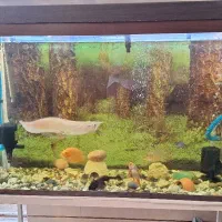 ماهی چانا ماهی لجن خوار|ماهی|شیراز, شهرک رضوان|دیوار