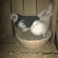 فرو|پرنده|معصومیه, |دیوار