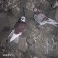 دو جفت کبوتر زیبا|پرنده|سیلوانه, |دیوار