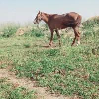 اسب|اسب و تجهیزات اسب‌سواری|هادی شهر, |دیوار