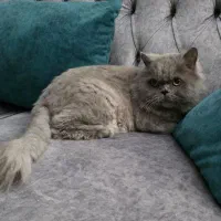 2عدد گربه پرشین بلو نر عقیم شده و هیمالین ماده