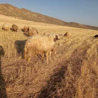 قوچ|حیوانات مزرعه|اسلامآباد غرب, |دیوار