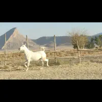 فروش اسب سفیدمادیان بسیار زیبا با آبستن ۴ماهه|اسب و تجهیزات اسبسواری|فیروزآباد (فارس), |دیوار