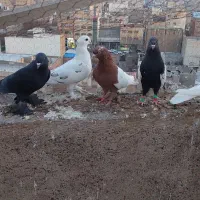 فروش  ۴تا کبوتر