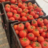 کارگر ساده برای گوجه‌فرنگی