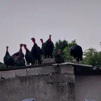 بوقلمون نر برنز سنگین وزن|حیوانات مزرعه|ساری, |دیوار