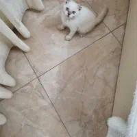 گربه اسکاتیش چشم آبی