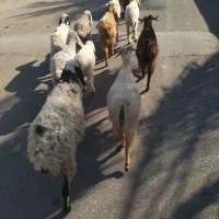 چند عدد گوسفند سرحال چاق مناسب کشتن و نگهداری|حیوانات مزرعه|گنبکی, |دیوار