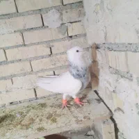 جفت طوقی هفت رنگ|پرنده|رامشیر, |دیوار