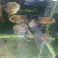 کالرویدو (گلوفیش)|ماهی|اصفهان, فجر|دیوار